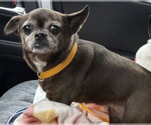 Chihuahua Dogs for adoption in Boonton, NJ, USA