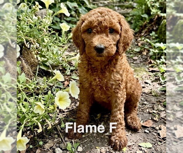 Medium Photo #1 Poodle (Miniature)-Unknown Mix Puppy For Sale in Studio City, CA, USA