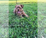 Small Photo #2 Yorkshire Terrier Puppy For Sale in SAINT CLOUD, FL, USA