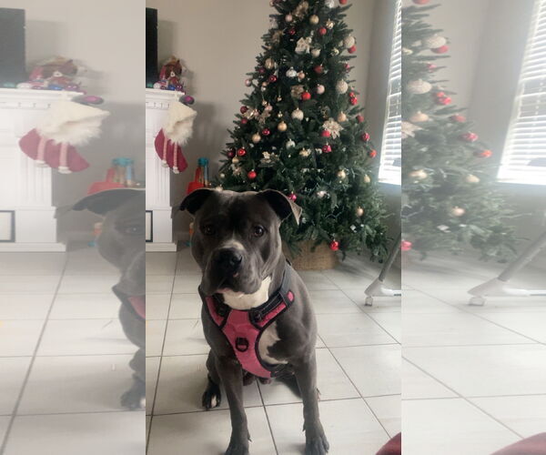 Medium Photo #20 American Staffordshire Terrier Puppy For Sale in Rosenberg, TX, USA