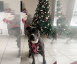 Small #19 American Staffordshire Terrier