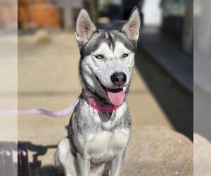 Siberian Husky-Unknown Mix Dogs for adoption in Las Vegas, NV, USA