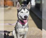 Small Siberian Husky Mix