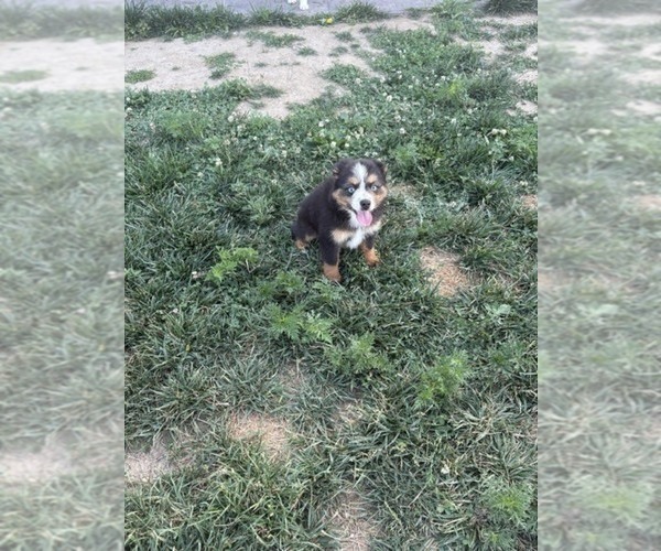 Medium Photo #8 Australian Shepherd Puppy For Sale in AUBURN, IN, USA