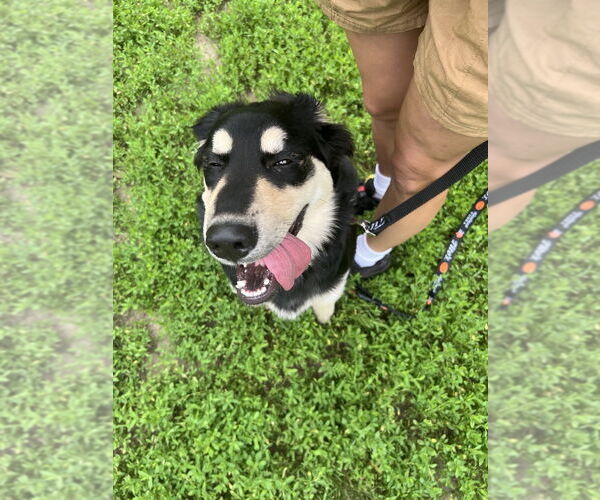 Medium Photo #2 Huskies -Retriever  Mix Puppy For Sale in Brooklyn, NY, USA