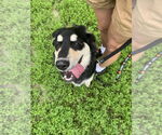 Small #1 Huskies -Retriever  Mix