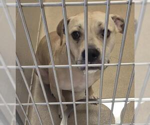 Mutt Dogs for adoption in Decatur, IL, USA