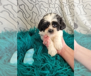 Zuchon Puppy for sale in KENDALL, WI, USA