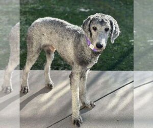 Poodle (Standard) Dogs for adoption in Lakewood, CO, USA