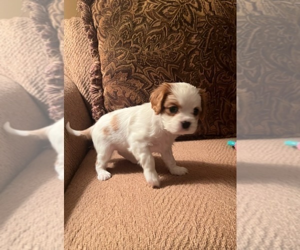 Medium Photo #11 Cavalier King Charles Spaniel Puppy For Sale in LOCKPORT, IL, USA