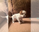 Small Photo #11 Cavalier King Charles Spaniel Puppy For Sale in LOCKPORT, IL, USA