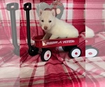 Puppy 5 Siberian Husky