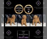 Small #1 Goldendoodle (Miniature)