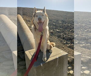 Siberian Husky Dogs for adoption in Pacific grove , CA, USA