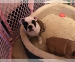 Small Photo #2 Bulldog Puppy For Sale in GRAND RAPIDS, MI, USA