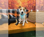 Small American Staffordshire Terrier Mix