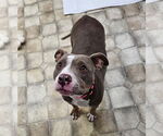 Small #1 Mutt