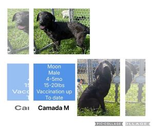 Border Collie-Unknown Mix Dogs for adoption in Virginia Beach, VA, USA