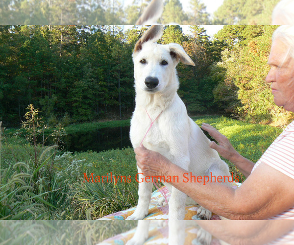 Medium Photo #1 German Shepherd Dog Puppy For Sale in PIEDMONT, MO, USA