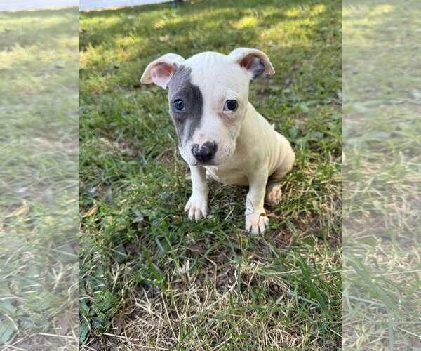 Medium Photo #4 Staffordshire Bull Terrier-Unknown Mix Puppy For Sale in pomfret, CT, USA
