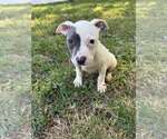 Small #3 Staffordshire Bull Terrier Mix