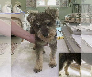 Mutt Dogs for adoption in Benton, LA, USA