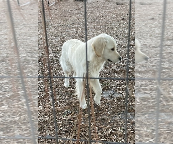Medium Photo #6 English Cream Golden Retriever Puppy For Sale in BARNWELL, SC, USA