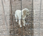 Small #5 English Cream Golden Retriever