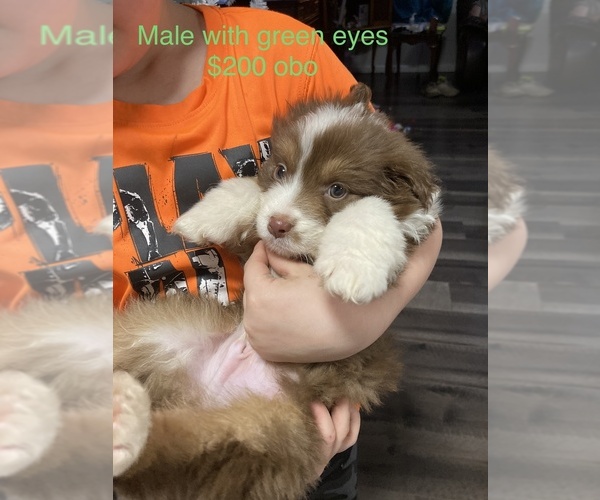 Medium Photo #1 Australian Shepherd Puppy For Sale in CHAPLIN, KY, USA