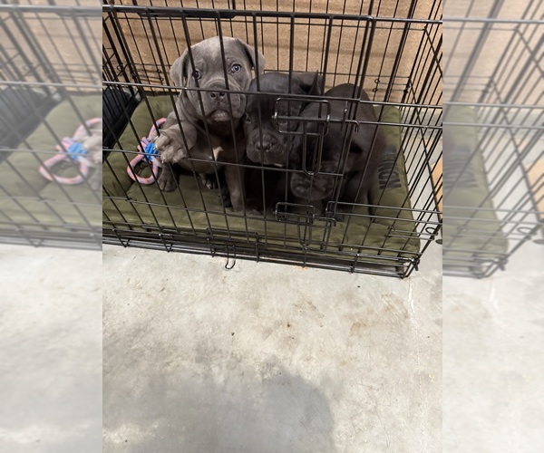 Medium Photo #11 Cane Corso Puppy For Sale in CORONA, CA, USA