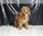 Small Photo #19 Poodle (Miniature) Puppy For Sale in WARSAW, IN, USA