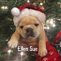 French Bulldog Puppy for sale in MULINO, OR, USA