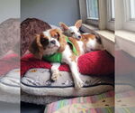 Small #2 Chihuahua Mix