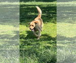 Small #1 Labrador Retriever