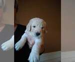 Small Photo #7 Goldendoodle Puppy For Sale in BUFORD, GA, USA