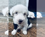 Puppy Puppy 3 Old English Sheepdog