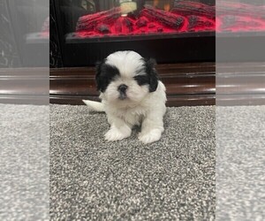 Shih Tzu Puppy for sale in CENTREVILLE, MD, USA