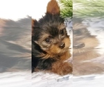Puppy Biscut Yorkshire Terrier