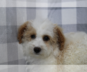 Bichpoo Puppy for sale in MARIETTA, GA, USA