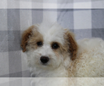 Image preview for Ad Listing. Nickname: Litter of 5