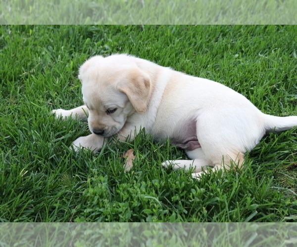 Medium Photo #3 Labrador Retriever Puppy For Sale in WELLMAN, IA, USA