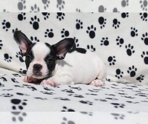 Medium French Bulldog