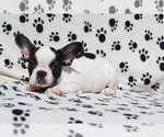 Small Photo #1 French Bulldog Puppy For Sale in BOCA RATON, FL, USA
