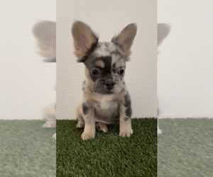 French Bulldog Puppy for sale in SAN ANSELMO, CA, USA