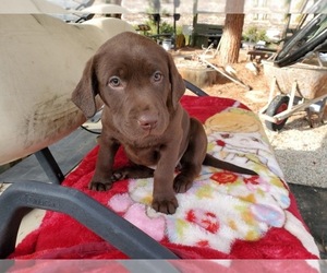 Labrador Retriever Puppy for sale in SANTA CLARITA, CA, USA