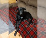 Small Photo #3 Great Dane-Labrador Retriever Mix Puppy For Sale in Arlington, VA, USA