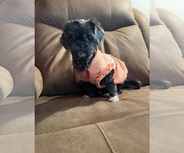 Medium Photo #2 Pug-Shih Tzu Mix Puppy For Sale in St. Louis Park, MN, USA