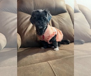 Martha - Female Pug-Shih Tzu Mix Dog for Adoption - Photo #2