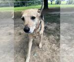 Small #2 Mutt