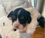 Puppy Benji Cavapoo (Miniature)